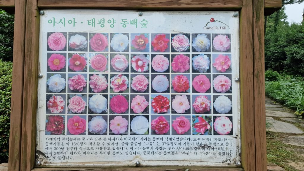 Variétés de camélia en Asie