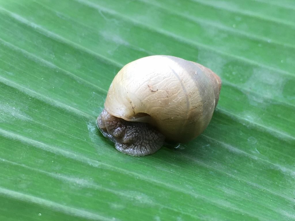 Un escargot sur une feuille. La mucine d'escargot est l'ingrédient phare des marques coréennes de cosmétiques.