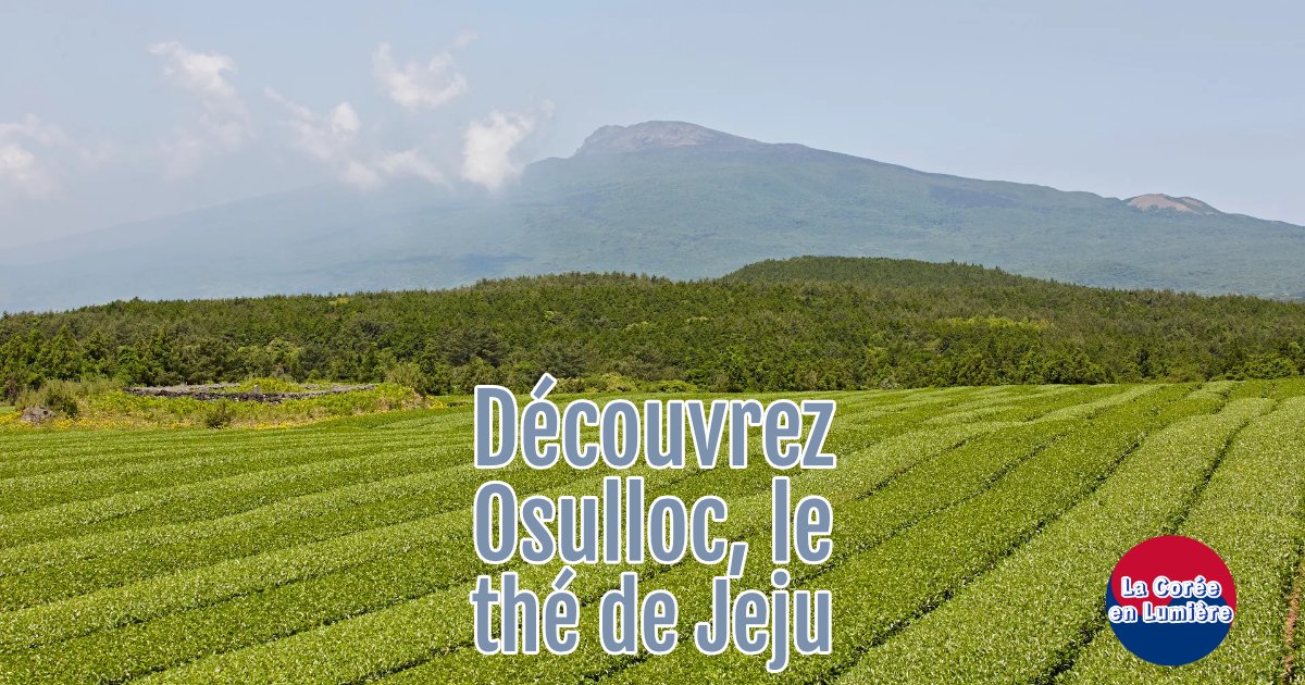 Découvrez Osulloc, le thé de Jeju (photo ©Steve Zdawczynski).