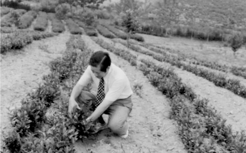 Le président Seo Seong-hwan inspecte soigneusement l'arbre à thé, 1983 (©Osulloc).