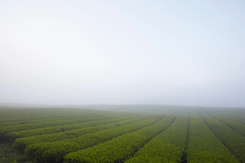 Plantation de thé Seogwang magnifiquement colorée (©Osulloc).