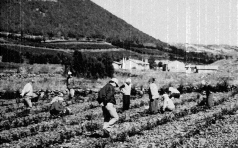 Travaux de plantation de semis de thé dans la plantation de thé de Seogwang (©Osulloc).